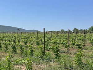 12vigna5