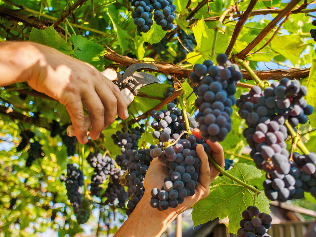 Settembre in vigna: la vendemmia privata tra Bolgheri, Chianti e Val d’Orcia