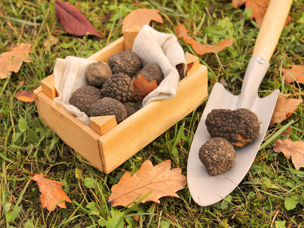 The Essence of Autumn in Tuscany: Truffles, Silence and Exclusive Taste