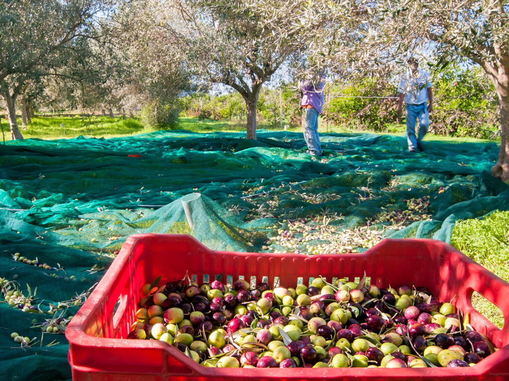 Golden Drops of Autumn: The Magic of Olive Harvesting in Tuscany