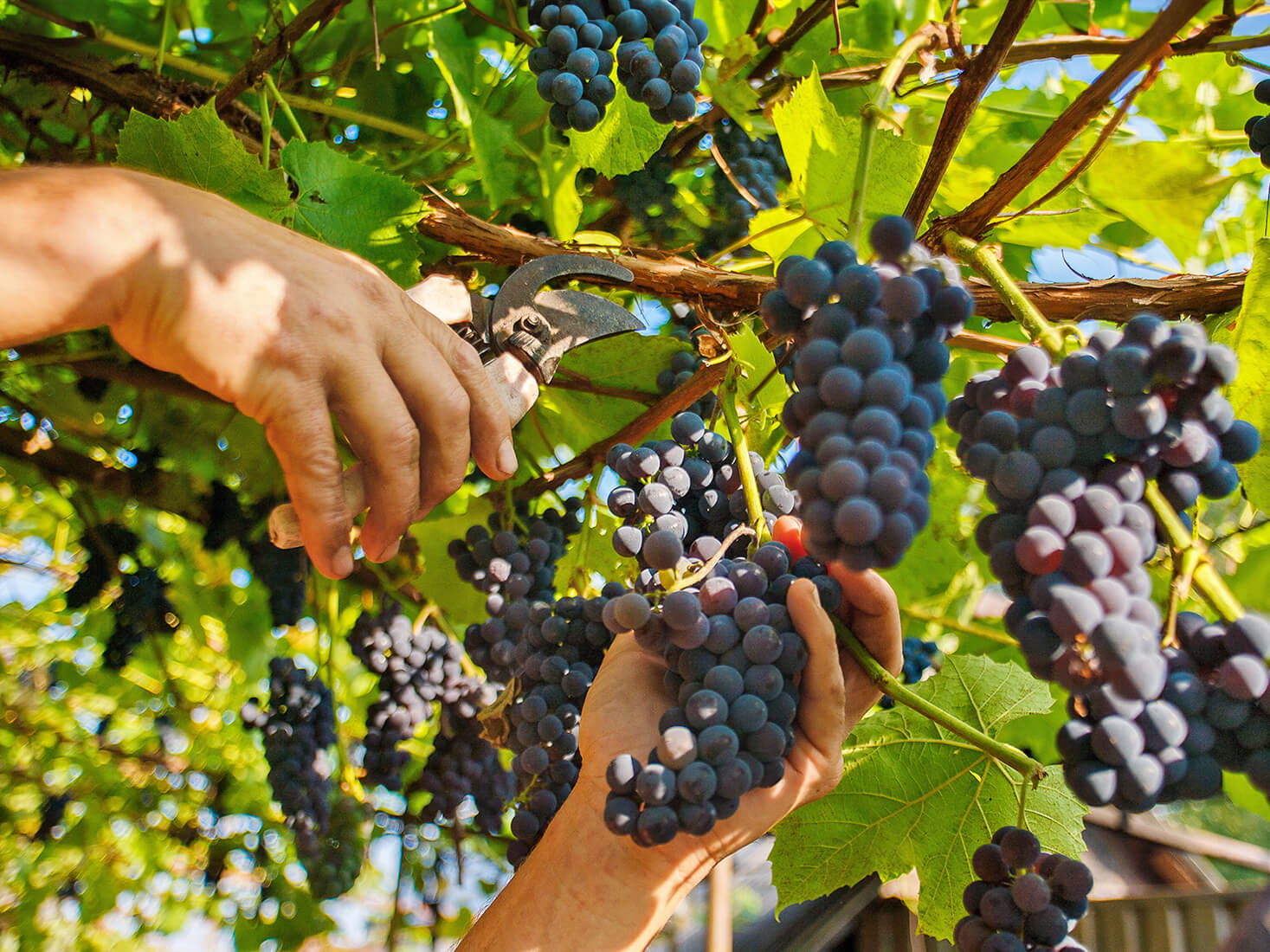 September in the vineyard: private harvesting between Bolgheri, Chianti, and Val d’Orcia