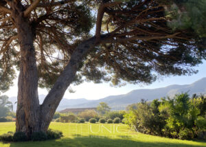 Carpineto_pino Garibaldi