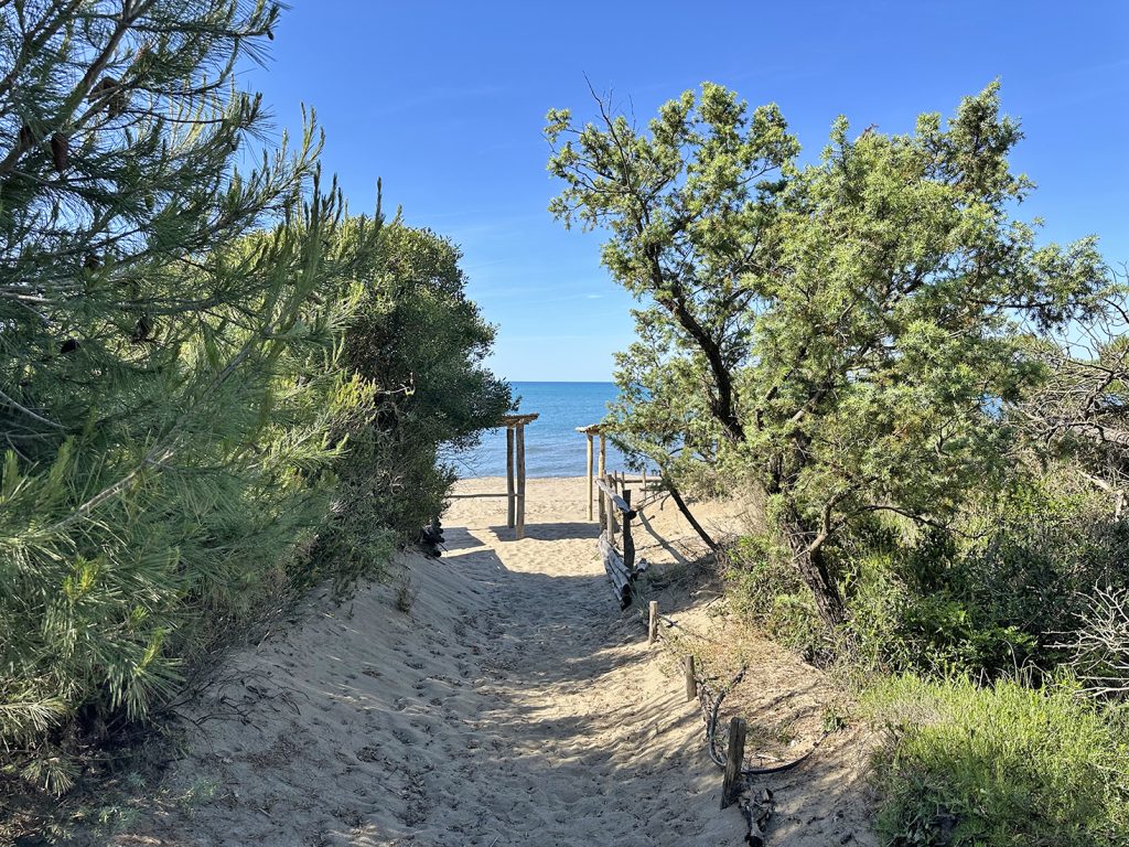 Roccamare in September: the Charm of the Pine Forest as Summer Slows Down