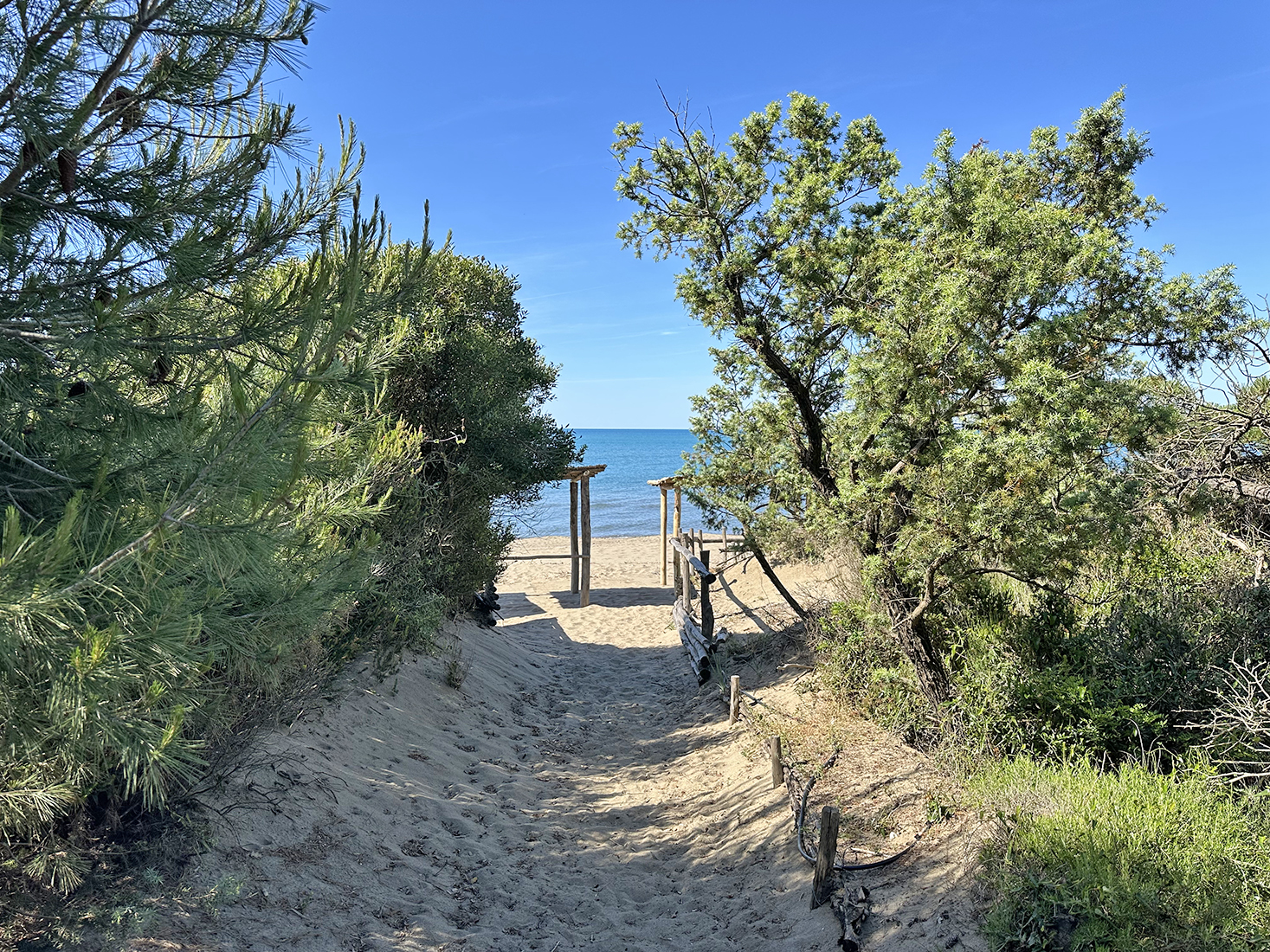 Roccamare in September: the Charm of the Pine Forest as Summer Slows Down